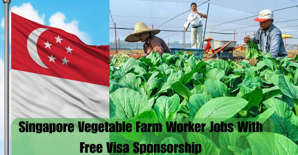 Singapore Vegetable Farm Worker Jobs With Free Visa Sponsorship – Apply Now for July 2025 Hiring